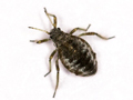 Cinara acutirostris
